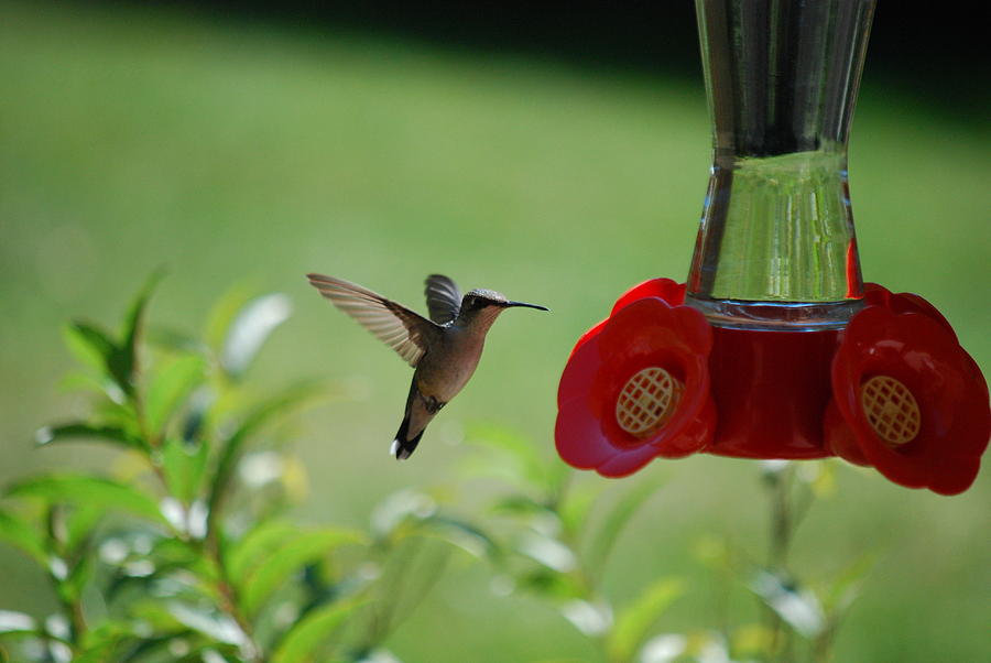 Hummingbird in Flight Photograph by Lori Tambakis