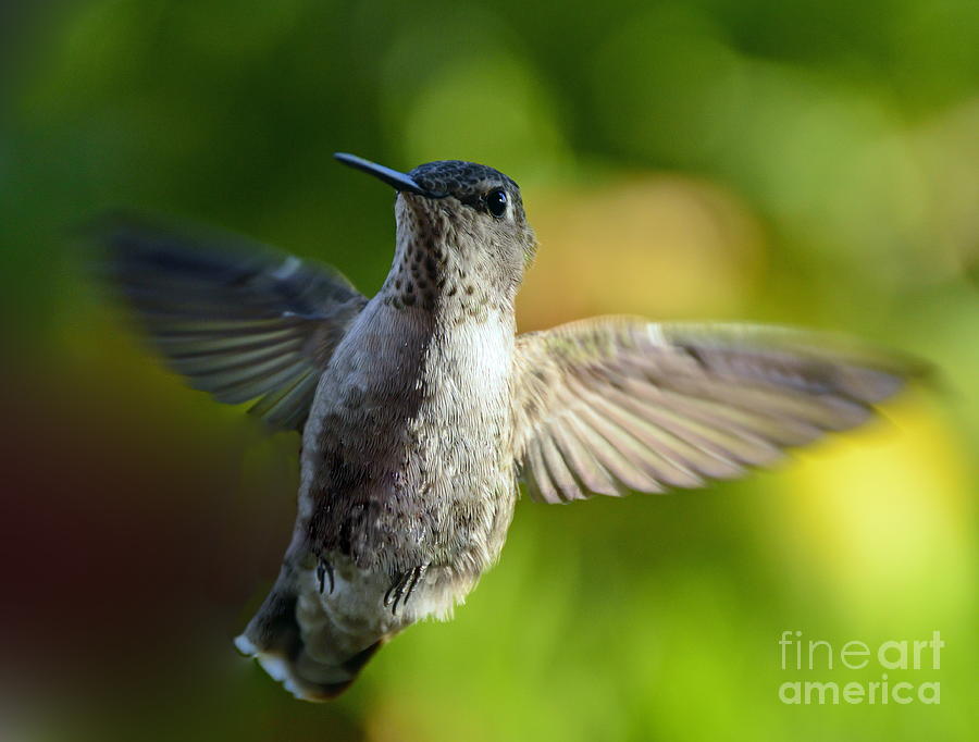 Hummingbird in Flight Photograph by Marilyn Smith