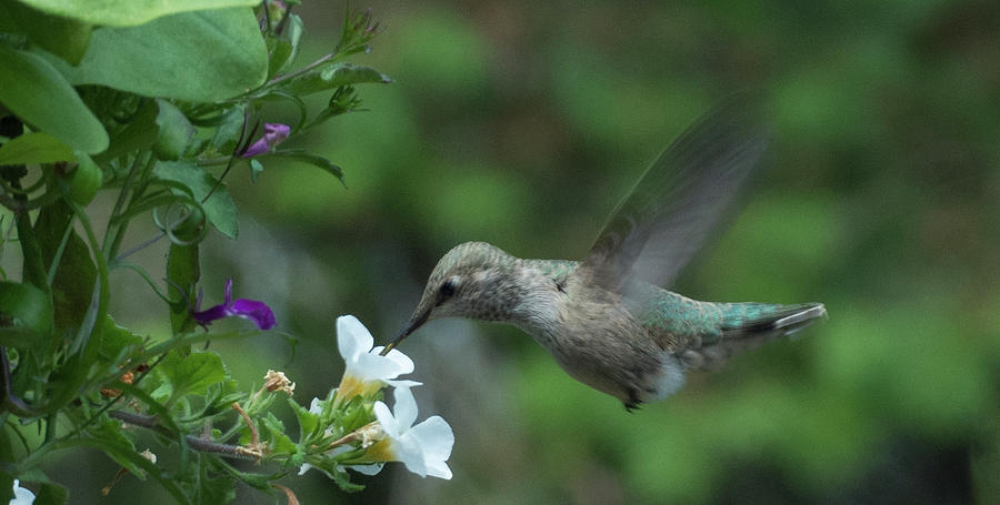 Hummingbird in Flight Photograph by Marilyn Wilson