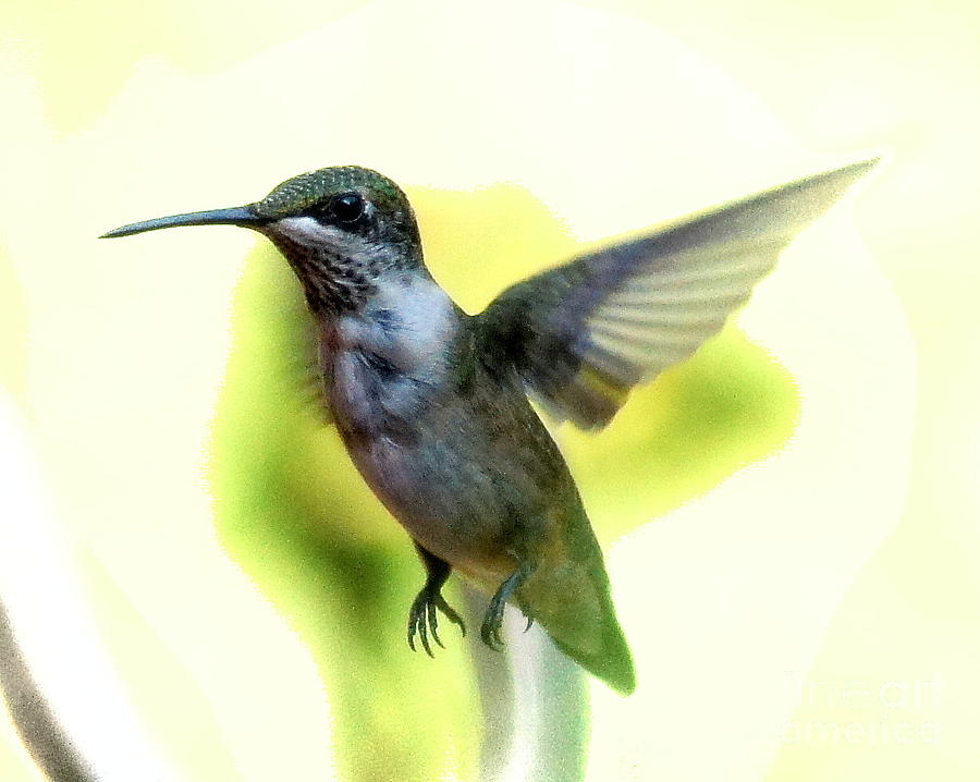 Hummingbird in Flight Photograph by Paul Wilford
