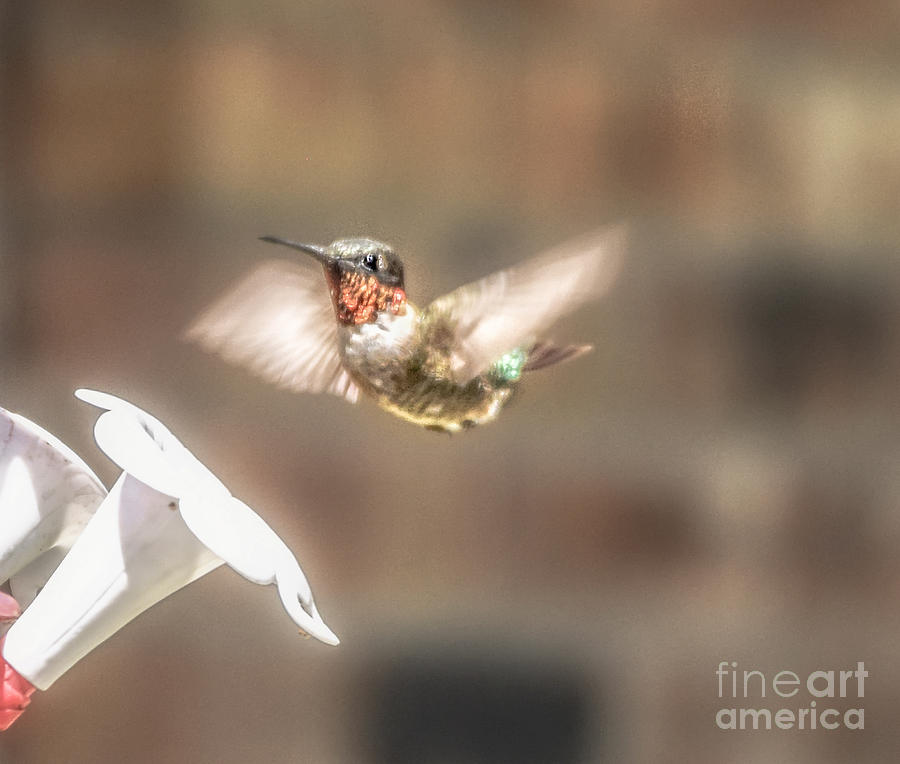 Hummingbird in Flight Photograph by Peggy Franz
