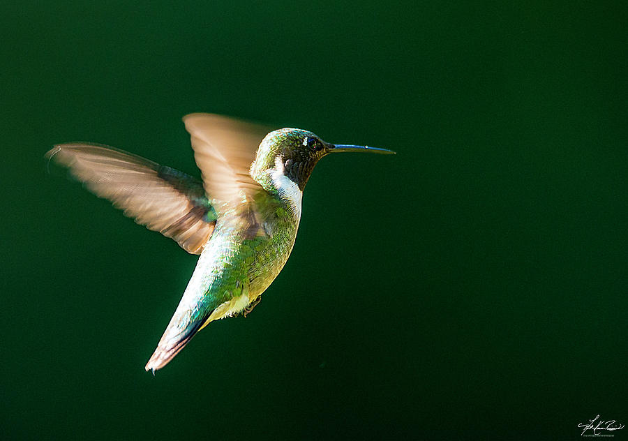 Hummingbird Photograph - Hummingbird in Flight by Phil And Karen Rispin