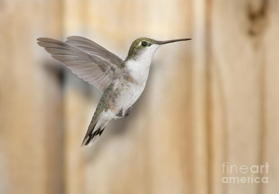 Hummingbird In Flight Photograph