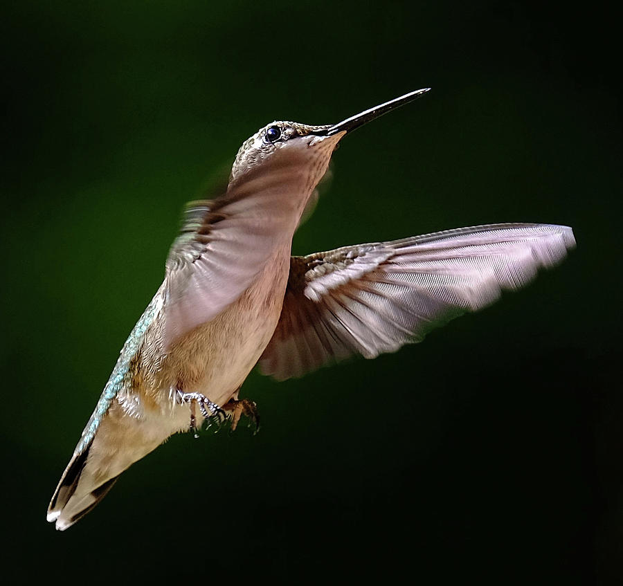 Hummingbird in flight Photograph by Ronda Ryan