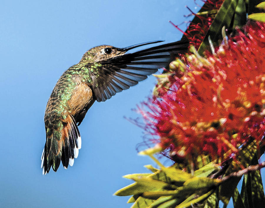 Hummingbird In Flight Showing Detail of Tail Feathers Photograph by William Bitman