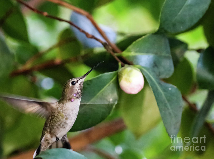 Hummingbird In Flight Photograph by Suzanne Luft