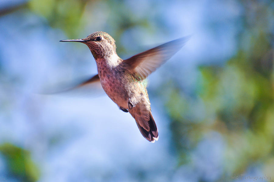 Hummingbird in Flight Photograph by Wendy Carrington