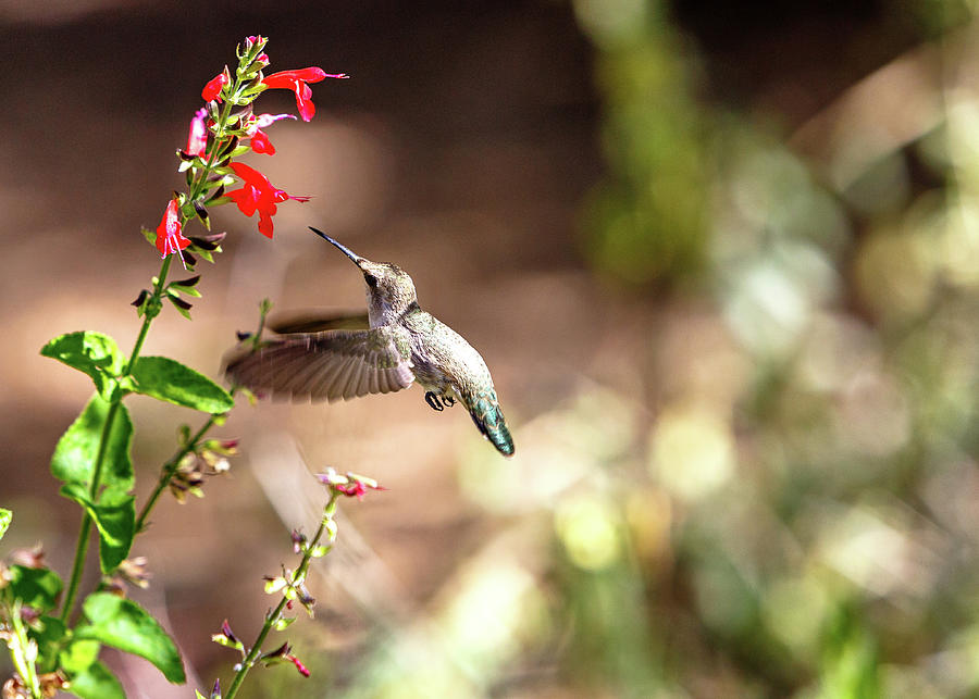 Nature Photograph - Hummingbird In-Flight With Red Wildflower by Good Focused