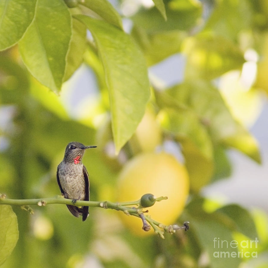 Hummingbird in lemon tree Photograph by Cindy Garber Iverson