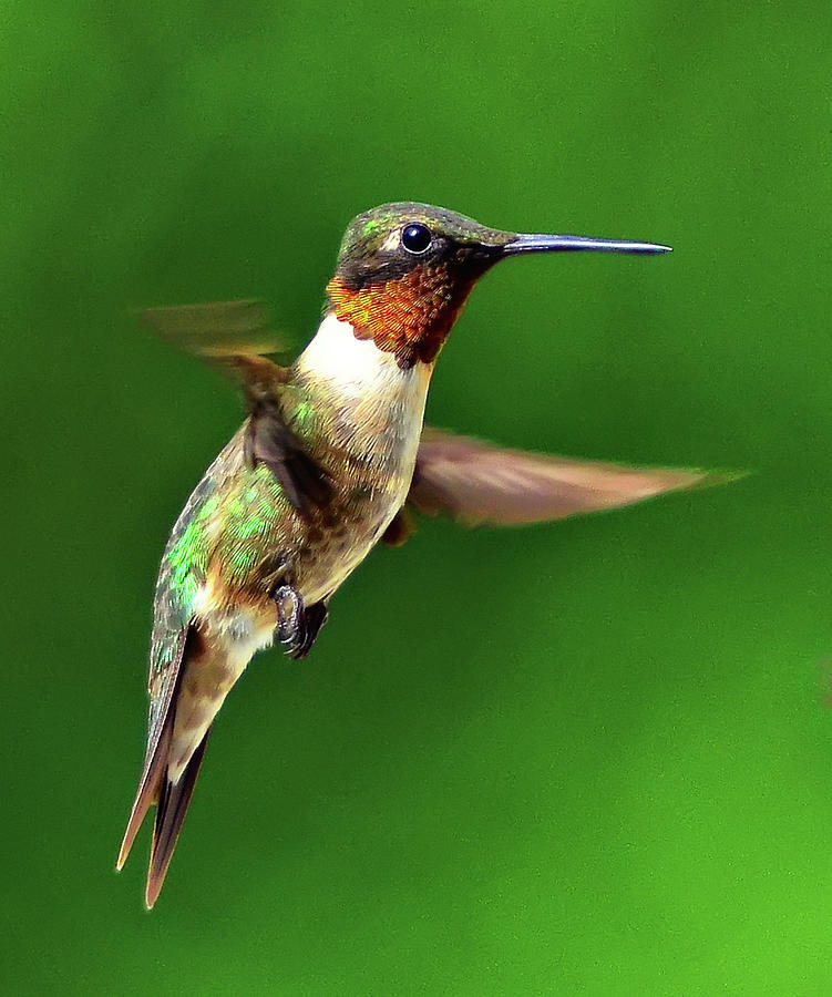 Hummingbird In Mid-air Photograph by Jeff R Clow