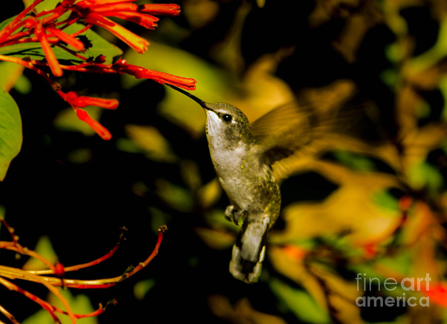 Hummingbird in Motion Photograph by Amy Sorvillo