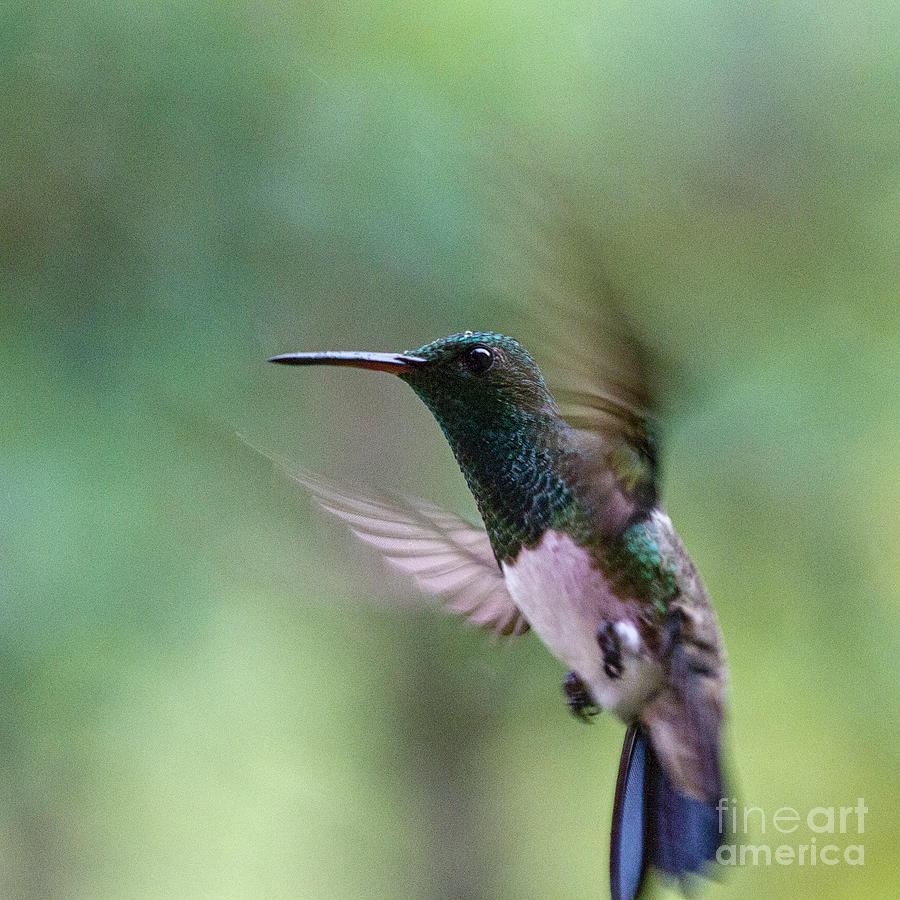 Hummingbird in-motion Photograph by Heiko Koehrer-Wagner