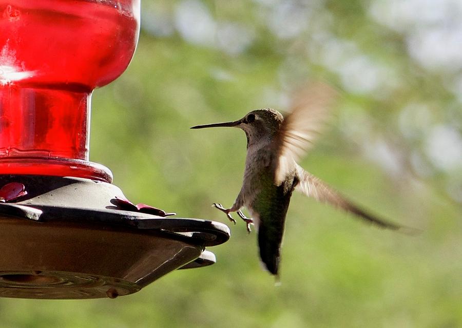 Hummingbird in Motion Digital Art by Terri-Jim Grimes - Fine Art America