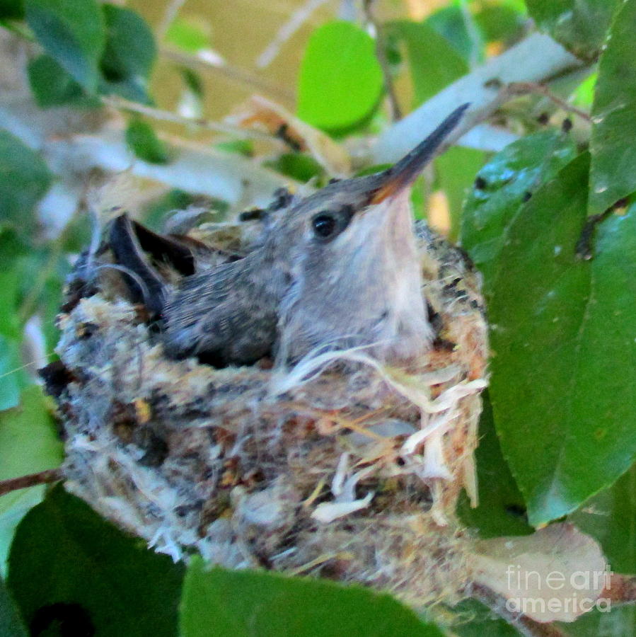 Hummingbird In Nest 1 Photograph by Randall Weidner