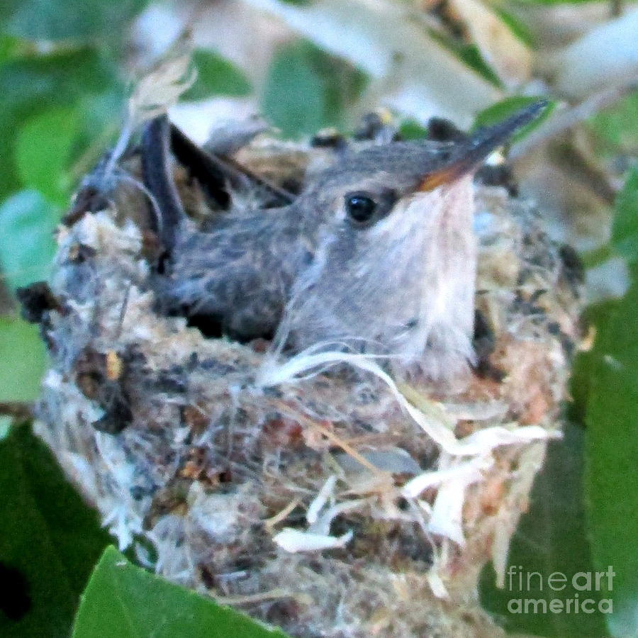 Hummingbird In Nest 2 Photograph by Randall Weidner