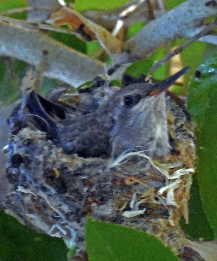 Hummingbird In Nest 6 Photograph by Ron Kandt