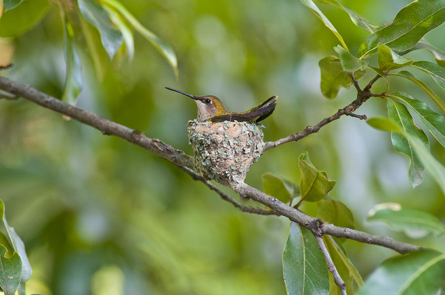 Hummingbird in Oak Tree Photograph by Don Wolf