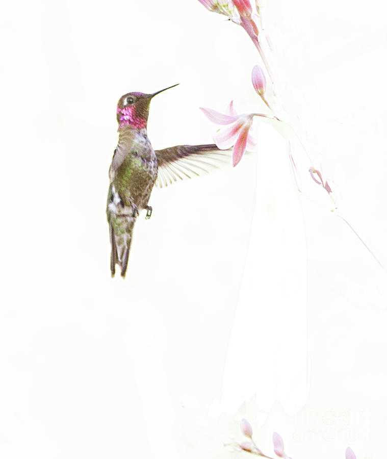 Hummingbird in pastel  Photograph by Ruth Jolly