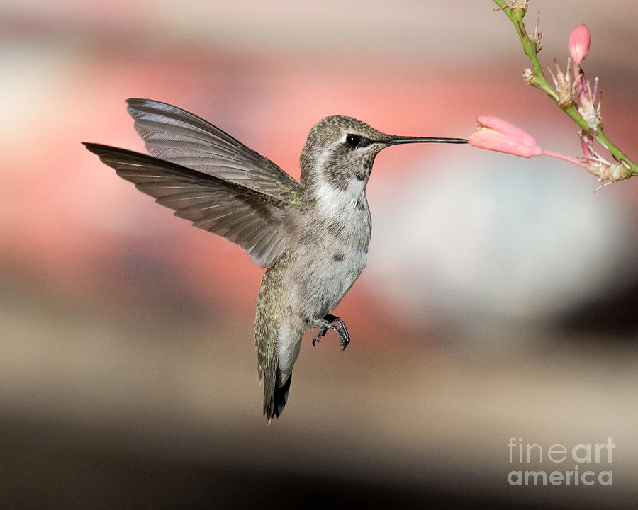 Hummingbird in PInk Photograph by Lisa Manifold