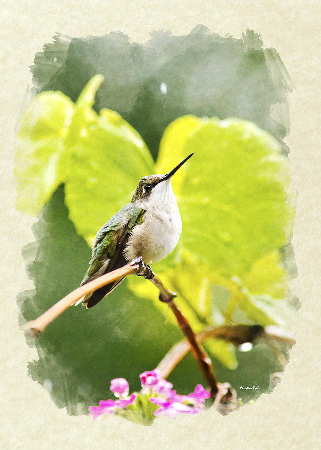 Hummingbird in Rain Blank Note Card Mixed Media by Christina Rollo