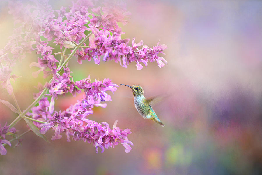 Hummingbird in Shades of Lavender Photograph by Lynn Bauer
