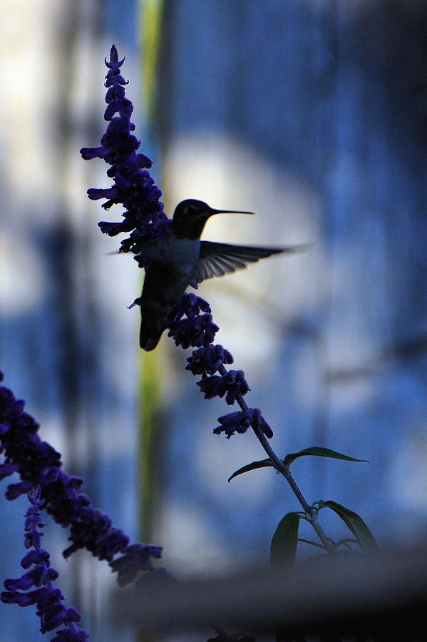 Hummingbird in sihouette Photograph by Josephine Buschman