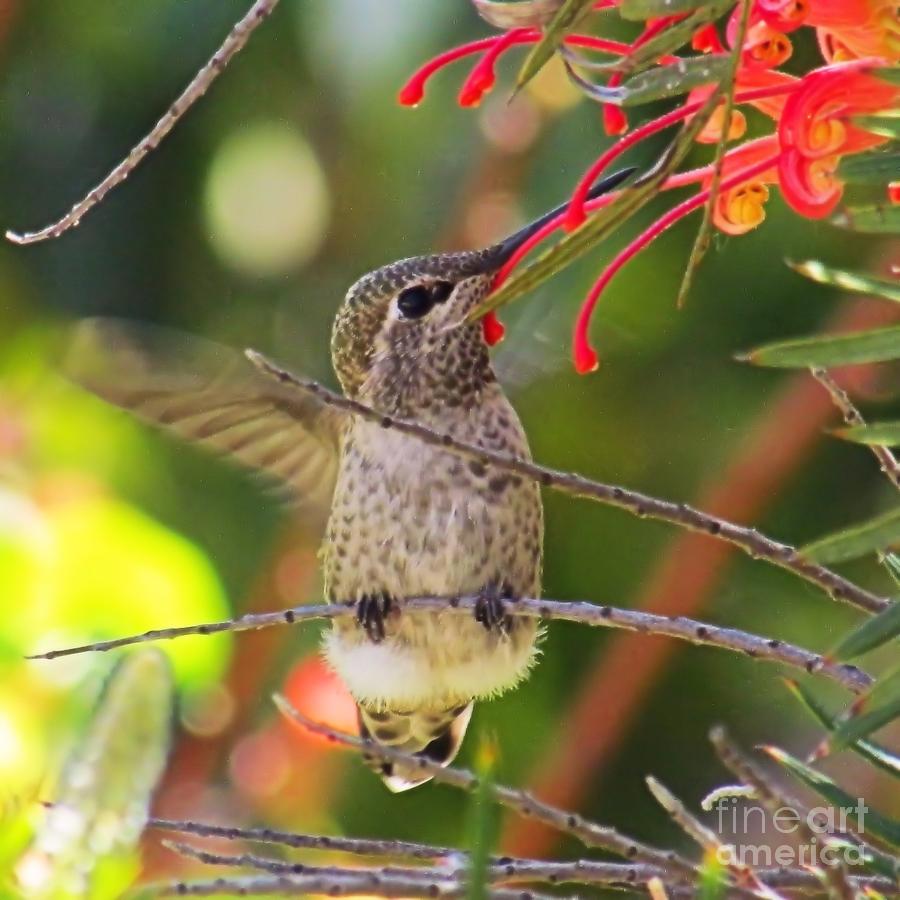 Hummingbird In Silk Oak Tree Photograph by Hao Aiken