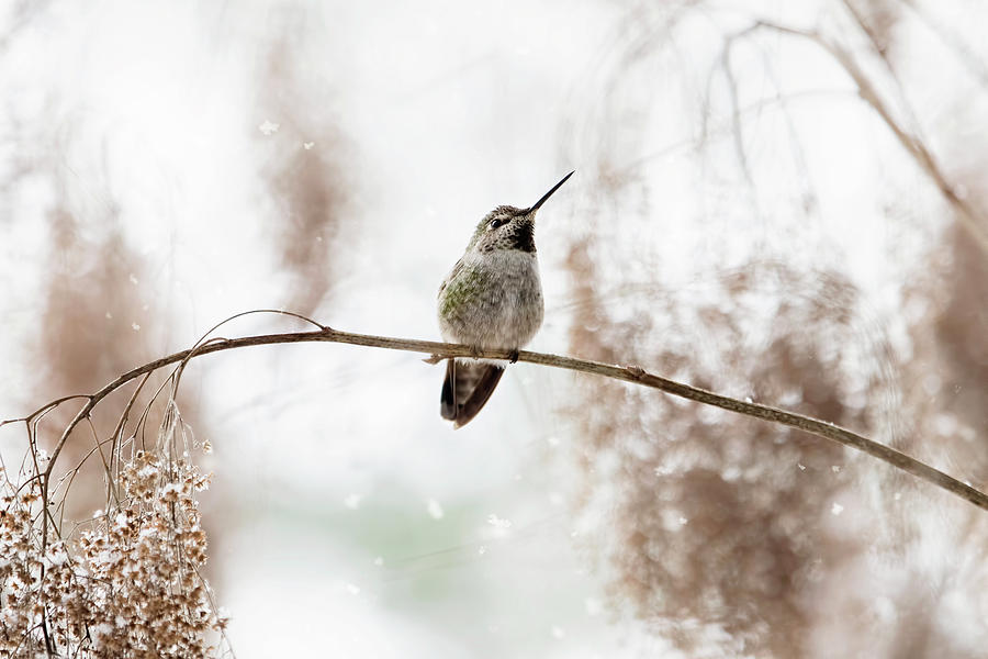 Hummingbird in Snow Photograph by Peggy Collins