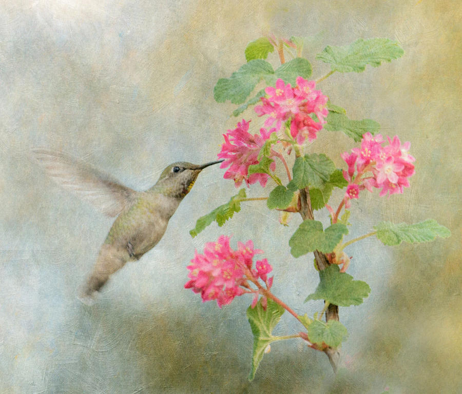 Hummingbird in Spring Photograph by Angie Vogel