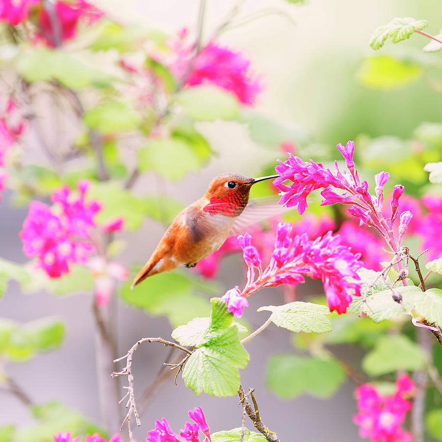 Hummingbird in Spring Photograph by Peggy Collins
