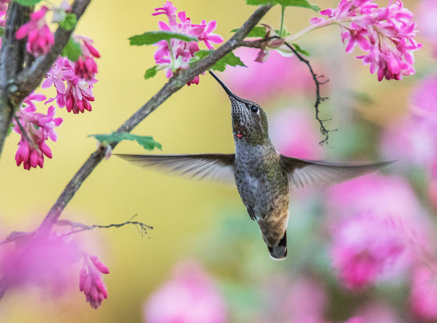 Hummingbird in the Blooms Photograph by Angie Vogel