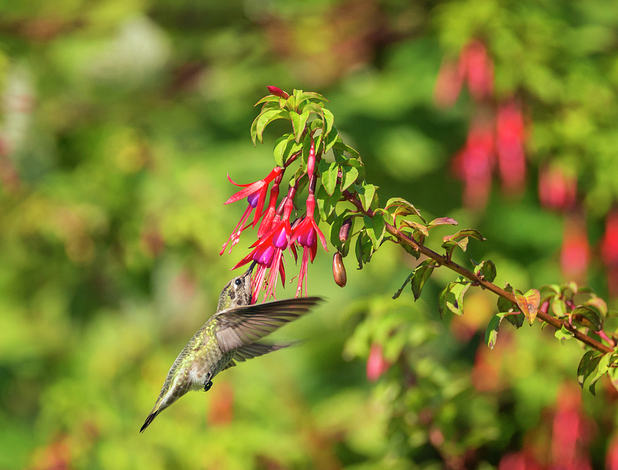 Hummingbird in the Fuchsia Photograph by Loree Johnson