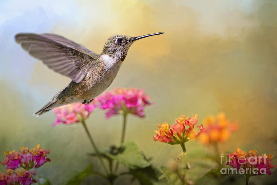 Hummingbird in the Garden Photograph by Bonnie Barry