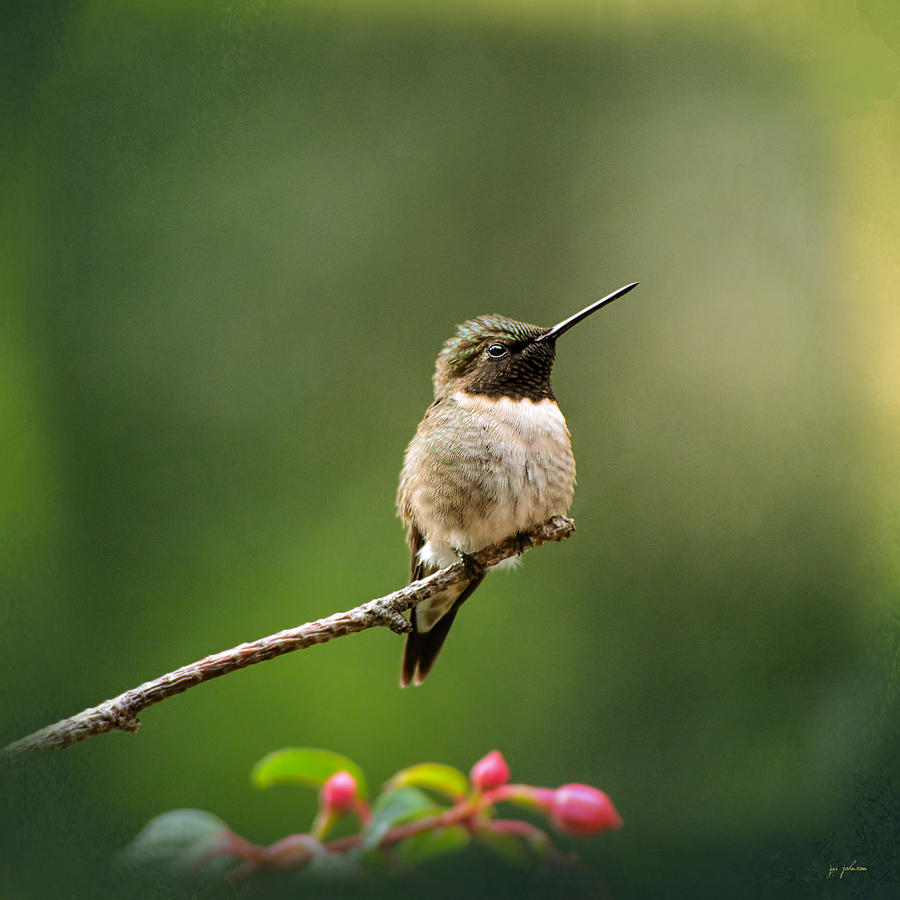 Hummingbird In The Garden Photograph by Jai Johnson