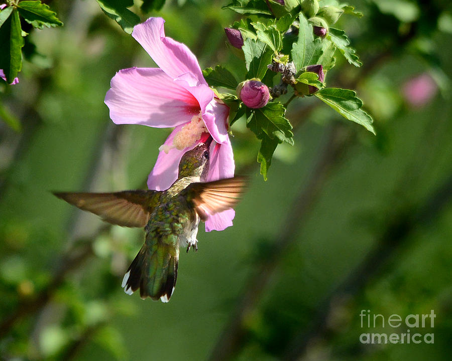 Hummingbird In The Garden Photograph by Nava Thompson