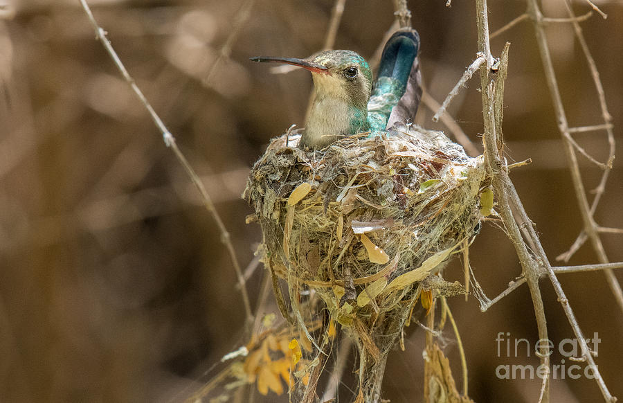 Hummingbird in the Nest Photograph by Lisa Manifold