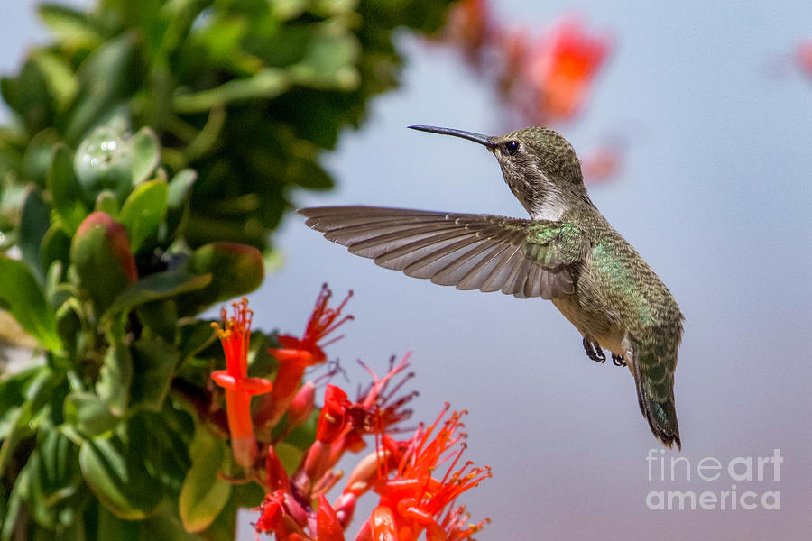 Hummingbird in the Ocotillo Photograph by Lisa Manifold