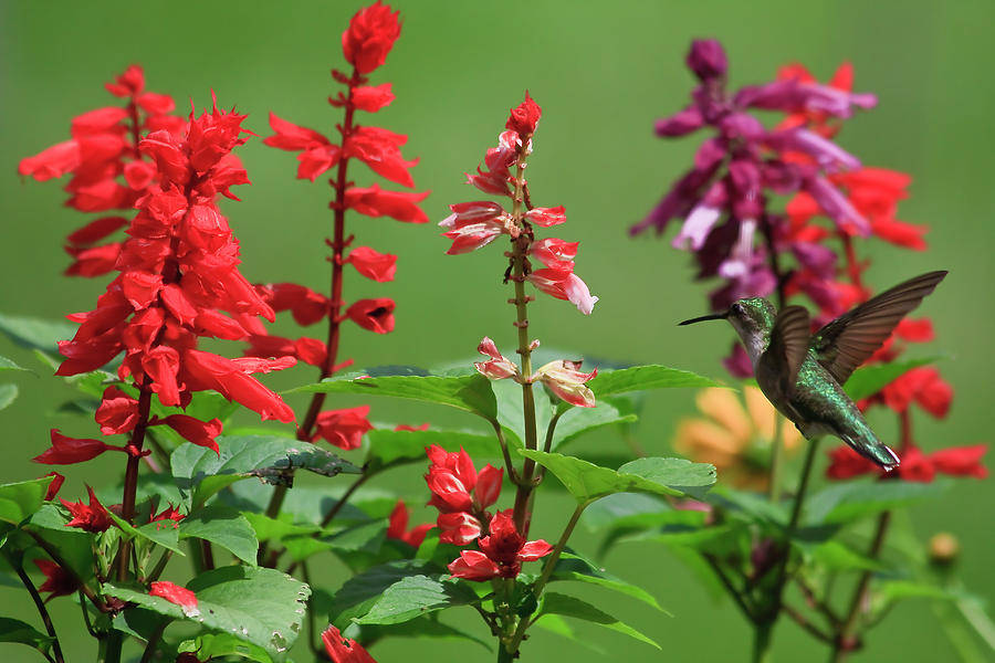 Hummingbird in the Salvia Photograph by Jill Lang