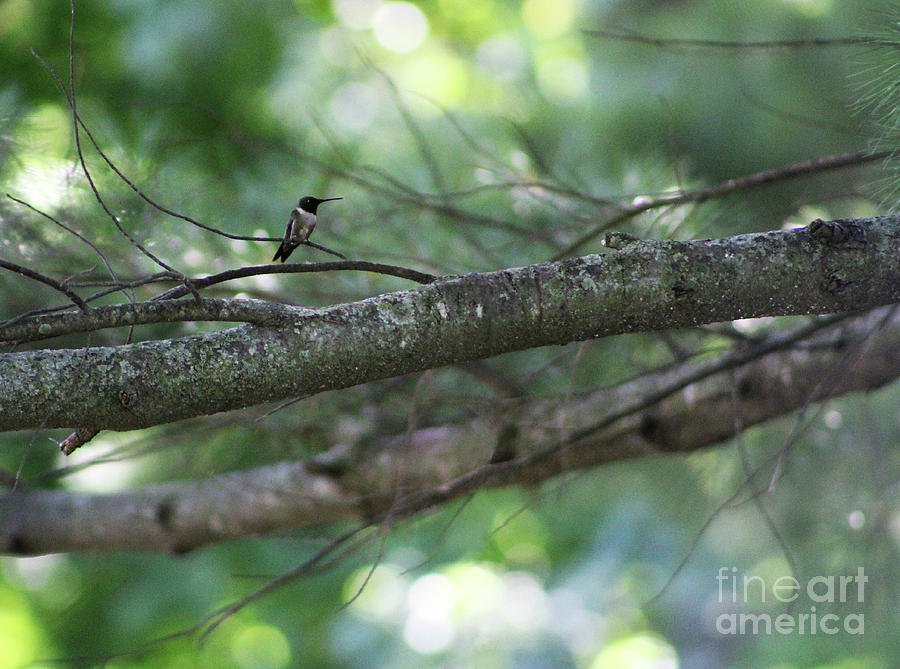 Hummingbird in the Wild Photograph by Deb Schense