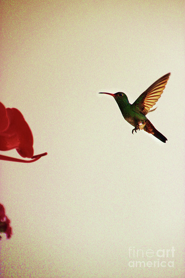 Hummingbird In Tulua, Colombia II Photograph by Al Bourassa