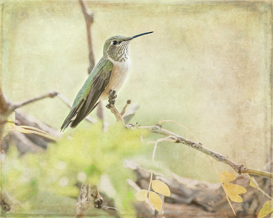 Hummingbird Photograph by Jennifer Grossnickle