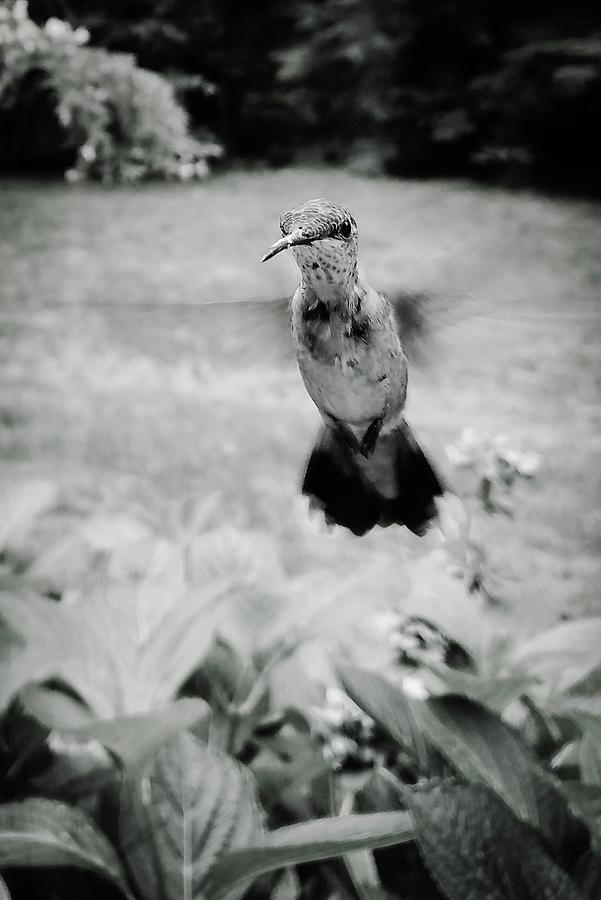 Hummingbird Photograph by Jessie Henry
