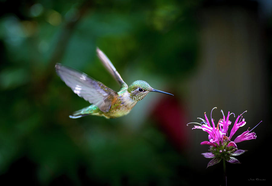Hummingbird Jewel Photograph by Judi Dressler
