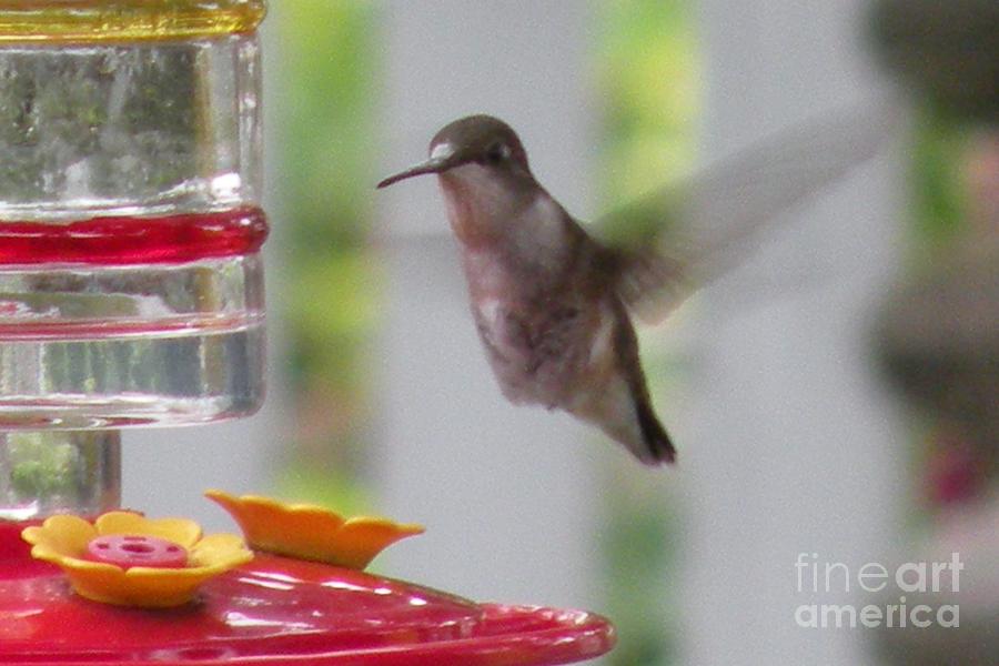 Hummingbird by Joanne Young Hummingbird by Joanne Young