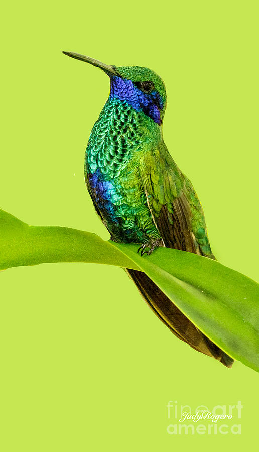 Hummingbird Photograph by Judy Rogero