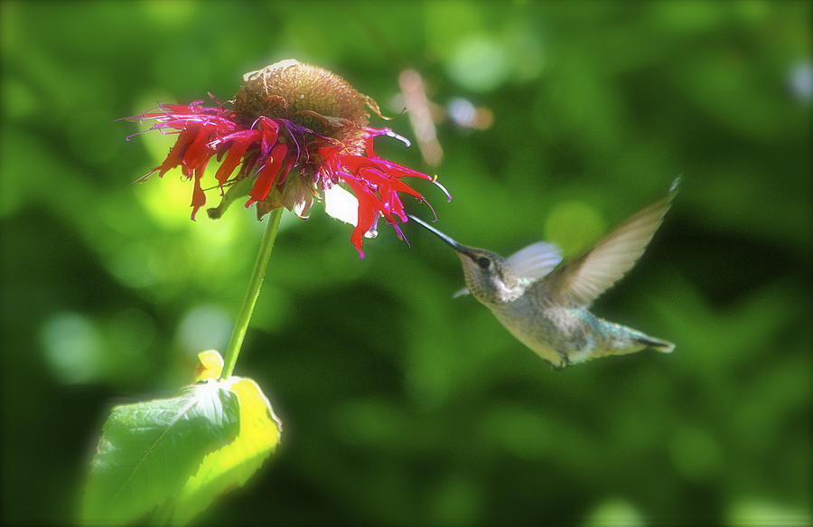 Hummingbird Photograph by Julie Cowin - Fine Art America