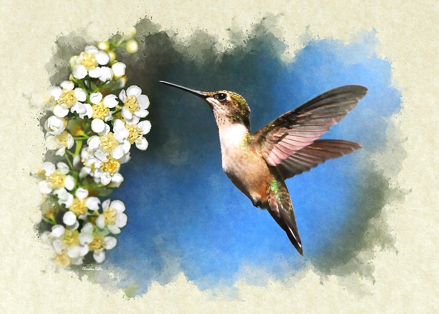 Hummingbird Blank Note Card Mixed Media by Christina Rollo