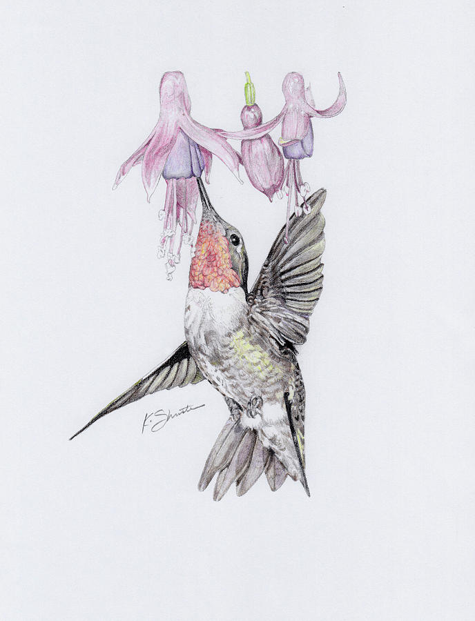 hummingbird drawing