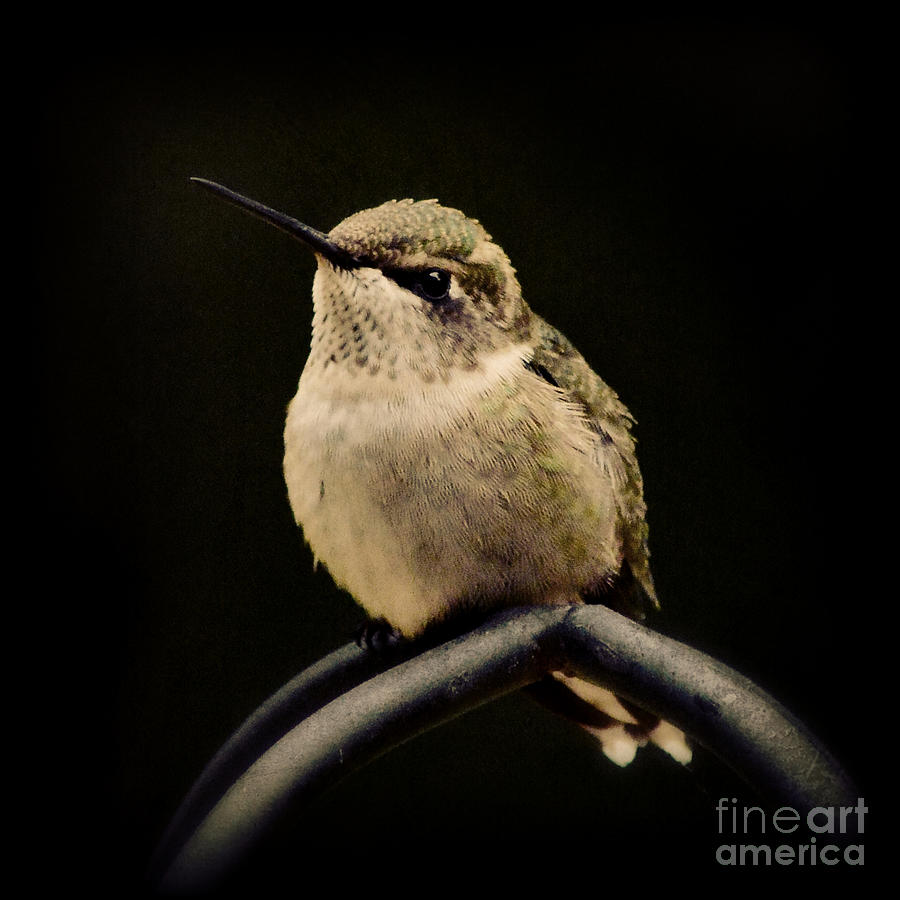 Hummingbird Photograph by Kelly Nowak