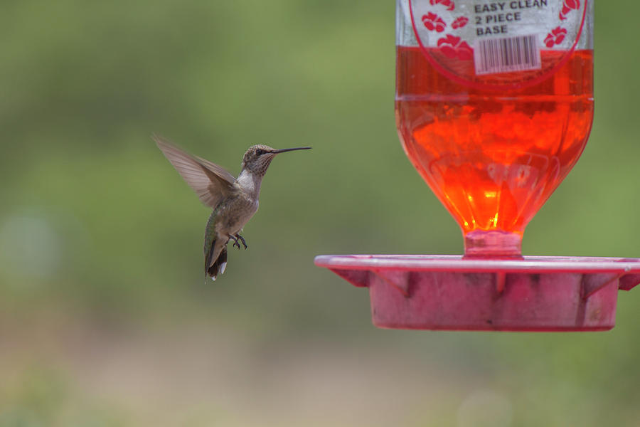 Hummingbird Photograph - Hummingbird by Kevin Deal